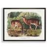Audubon Woodland Deer Framed Art Print