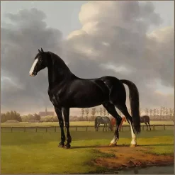 Black and White Horse Framed Canvas Art Print