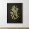 Black Fern II Framed Art Print
