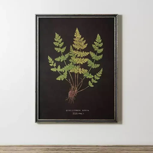 Black Fern V Framed Art Print