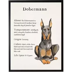 Dobermann Facts Framed Wall Plaque