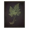 Fern Bookplate VII Framed Art Print