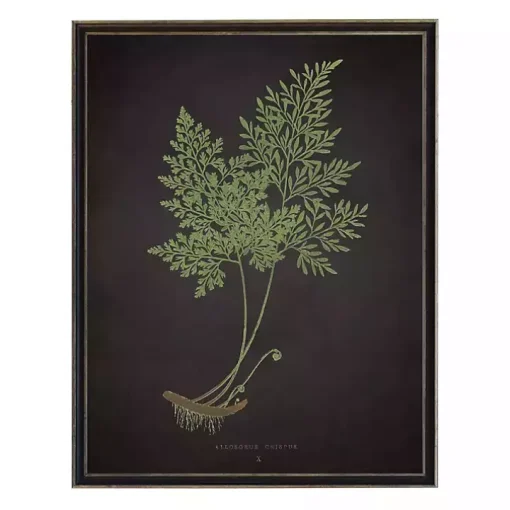 Fern Bookplate VII Framed Art Print
