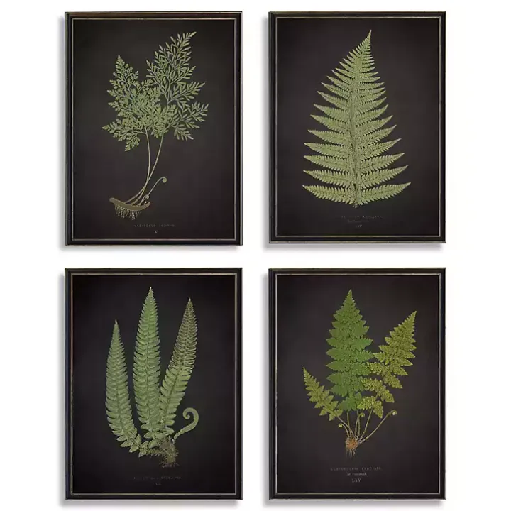 Fern Framed Art Prints, Set of 4