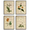 Flower Illustrations Framed Art Prints, Set of 4