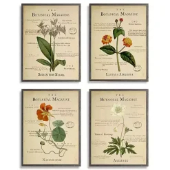 Flower Illustrations Framed Art Prints, Set of 4