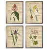 Flower Magazine Framed Art Prints, Set of 4