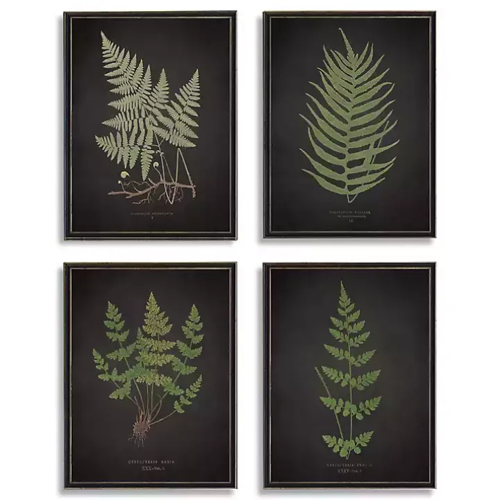 Four Ferns Framed Art Prints, Set of 4
