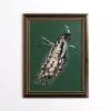 Green Peacock Framed Art Print