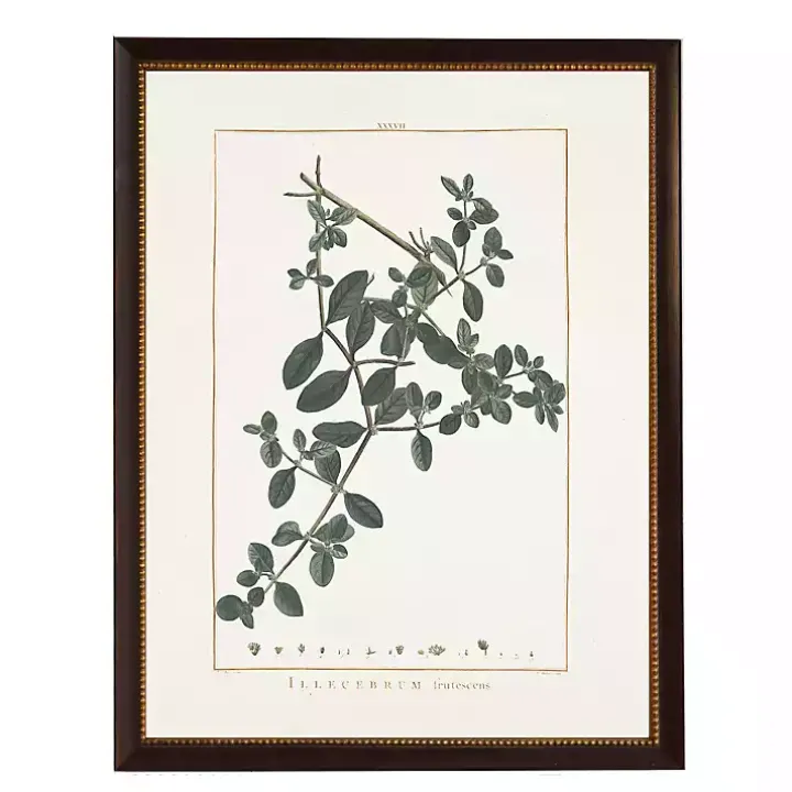 Illecebrum Greenery Black Beaded Framed Art Print