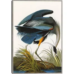 Louisiana Heron Framed Canvas Art Print