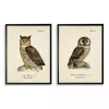 Sitting Owls Black Framed Art Prints, Set of 2