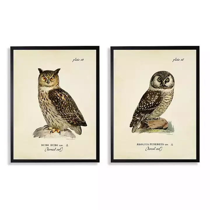 Sitting Owls Black Framed Art Prints, Set of 2