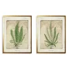 Vintage Green Ferns Framed Art Prints, Set of 2