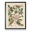 Vintage Oriole Birds Framed Art Print