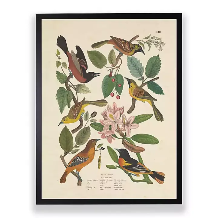 Vintage Oriole Birds Framed Art Print