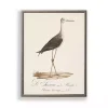 Vintage Waterbird Facing Right Framed Art Print