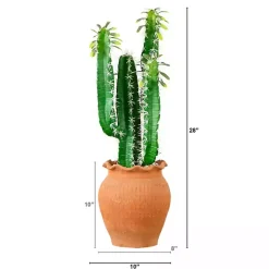 Cactus in Terracotta Planter