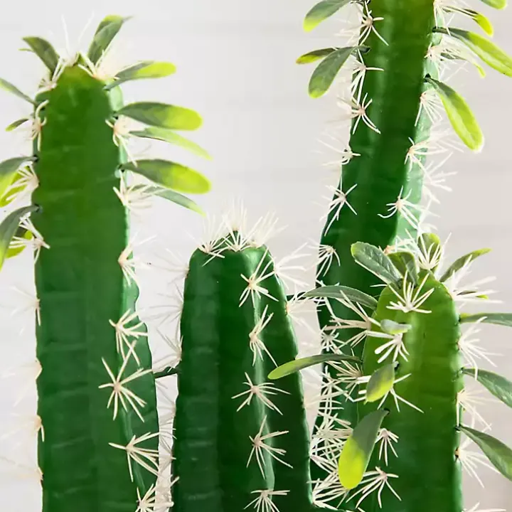 Cactus in Terracotta Planter