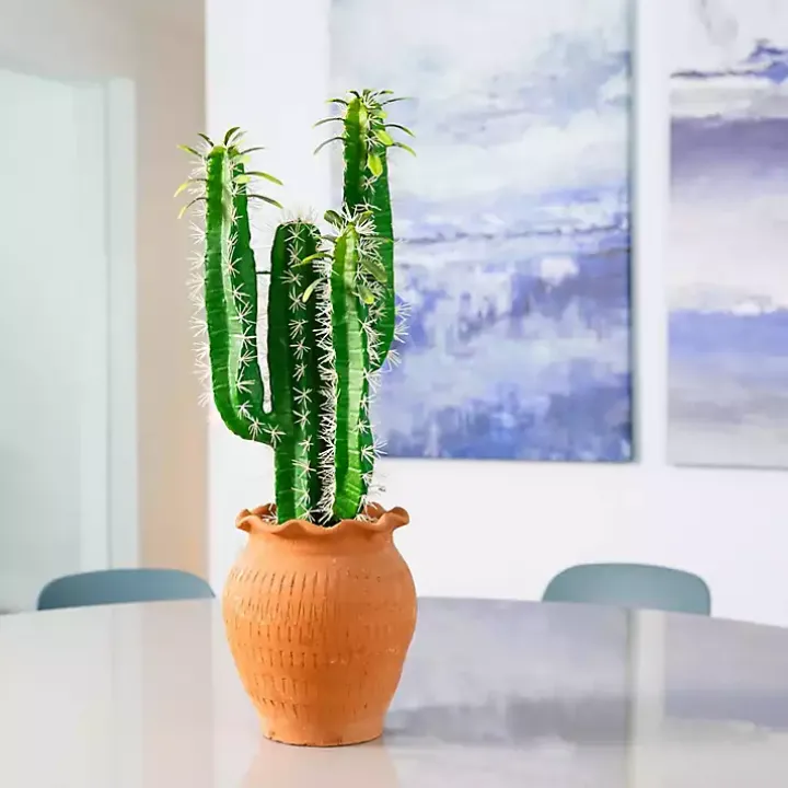 Cactus in Terracotta Planter