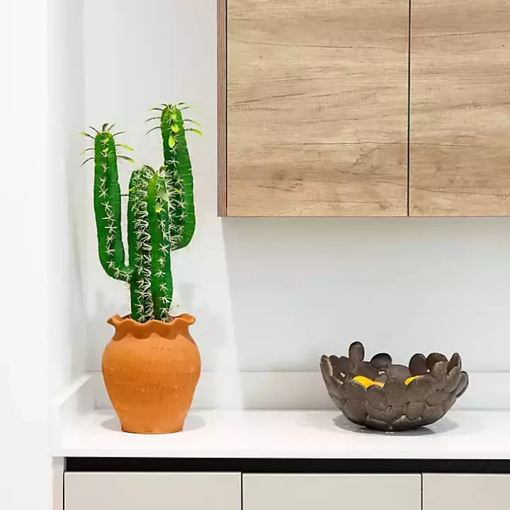 Cactus in Terracotta Planter