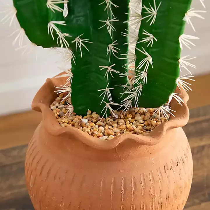 Cactus in Terracotta Planter