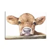 Calf Giclee Canvas Art Print, 40x26