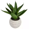 Deep Green Aloe Leaves in Ceramic Container