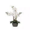 Desktop Orchid Arrangement in Gray Planter