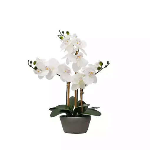 Desktop Orchid Arrangement in Gray Planter
