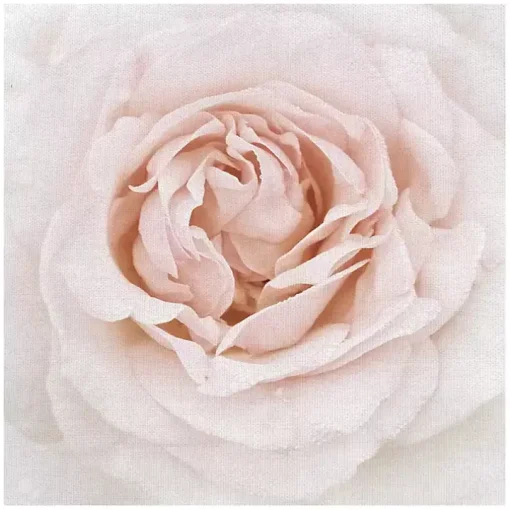 Dewdrop Rose Canvas Art Print