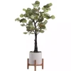 Eucalyptus Tree in Pot on Stand