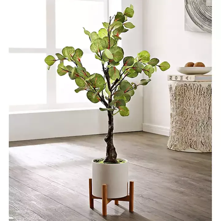Eucalyptus Tree in Pot on Stand