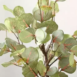 Eucalyptus Tree in Pot on Stand
