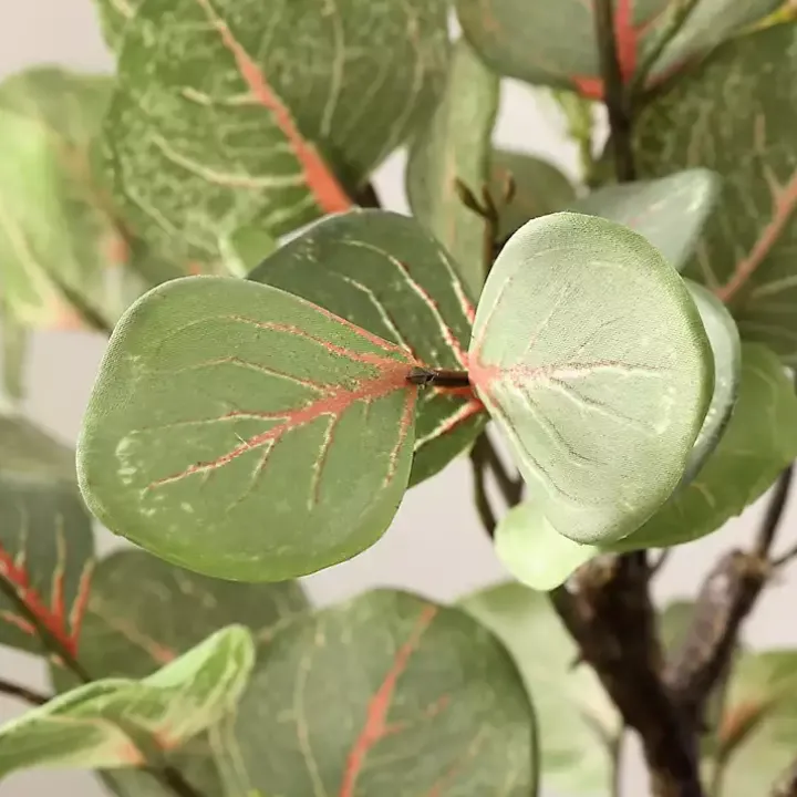 Eucalyptus Tree in Pot on Stand