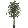 Ficus Silk Tree, 4 ft.