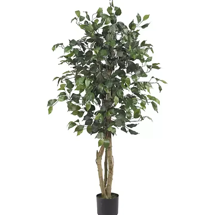 Ficus Silk Tree, 4 ft.