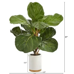 Fiddle Leaf Fig in White Ceramic Planter, 21 in.