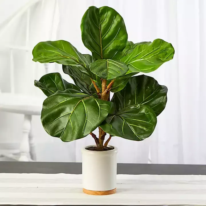 Fiddle Leaf Fig in White Ceramic Planter, 21 in.