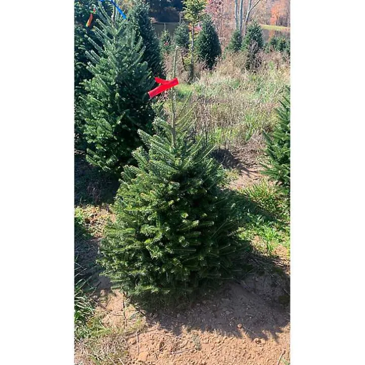 5 ft. Fresh Cut Fraser Fir Christmas Tree