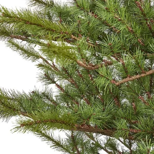 7 ft. Vancouver Mountain Pine Christmas Tree