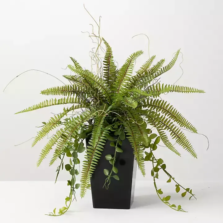 Green Fern Plant in Black Pot