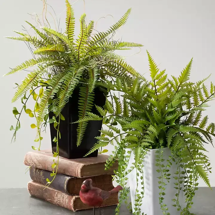 Green Fern Plant in Black Pot
