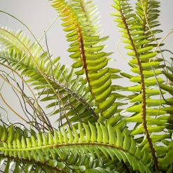 Green Fern Plant in Black Pot