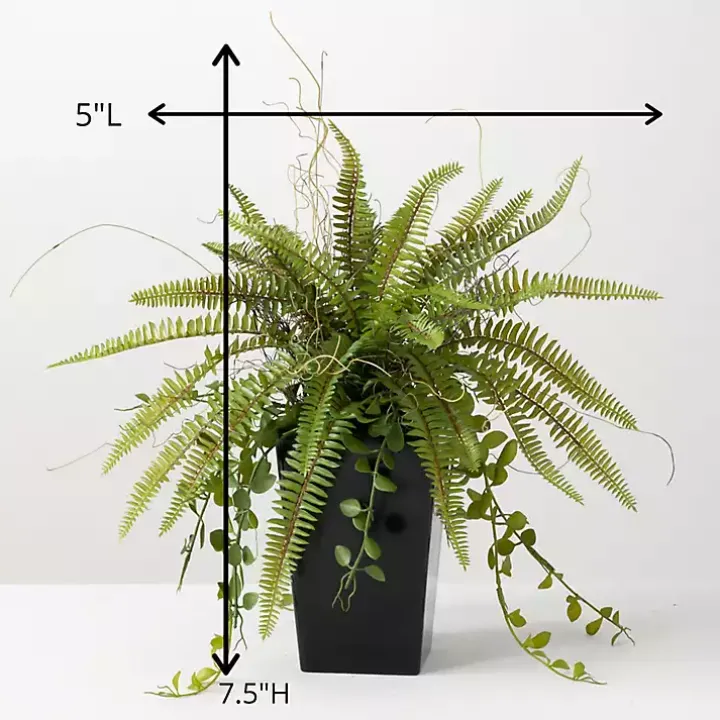 Green Fern Plant in Black Pot