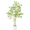 Green Maple Tree in White Planter