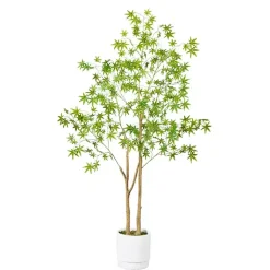 Green Maple Tree in White Planter