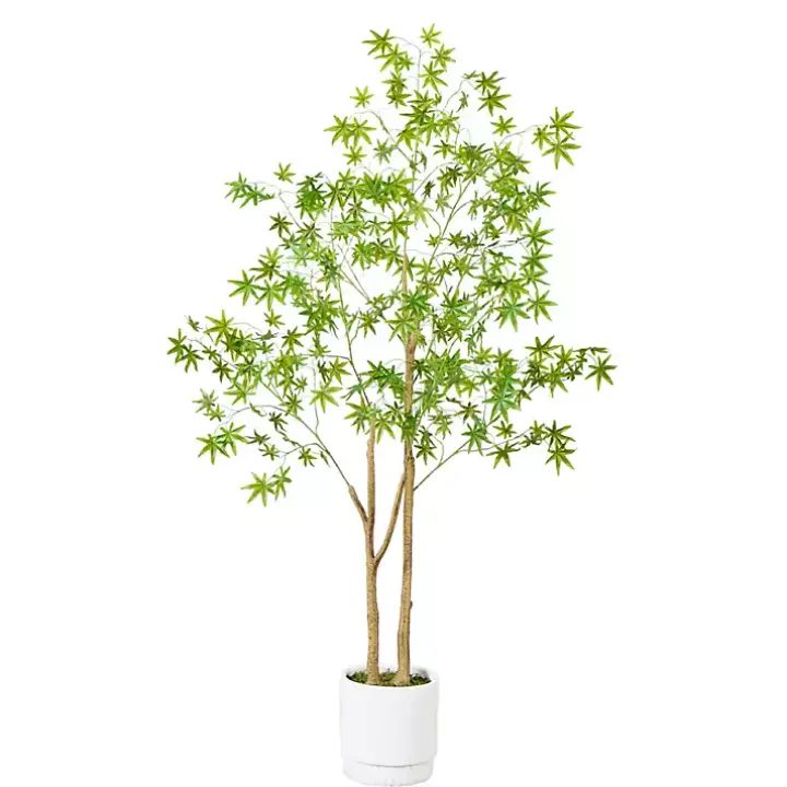 Green Maple Tree in White Planter