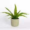 Greenery Plant in Ribbed Ceramic Pot