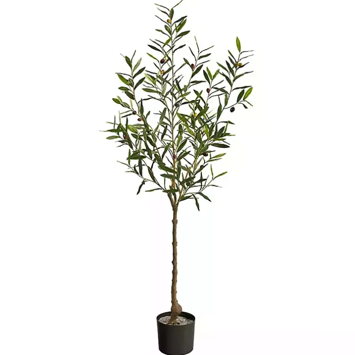 Italian Olive Tree in Black Nursery Planter, 5 ft.